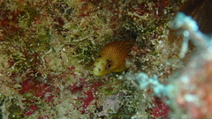 Gymnothorax miliaris