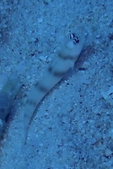 Amblyeleotris steinitzi