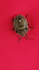 Chlorochroa pinicola