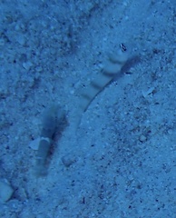 Amblyeleotris steinitzi