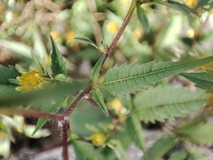Bidens frondosa