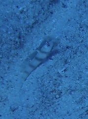 Amblyeleotris steinitzi