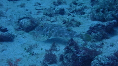 Sphoeroides marmoratus