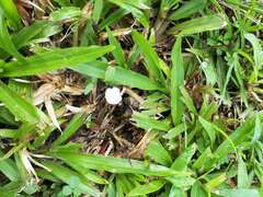 Marasmiellus candidus