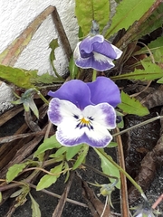 Violaceae