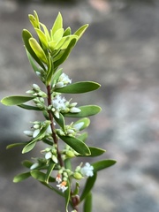 Styphelia mutica