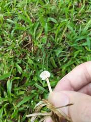 Marasmiellus candidus