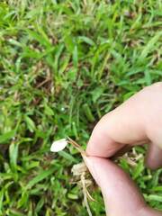 Marasmiellus candidus