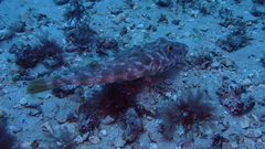 Sphoeroides marmoratus