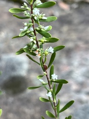 Styphelia mutica