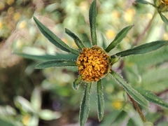 Bidens frondosa