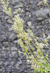 Galium rubioides