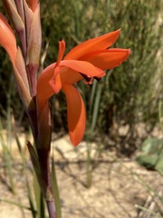 Watsonia spectabilis