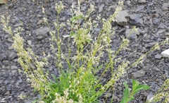 Galium rubioides