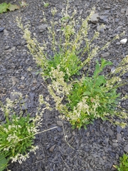 Galium rubioides