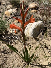 Watsonia spectabilis