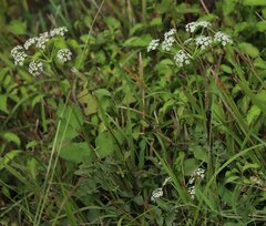 Peucedanum cervaria