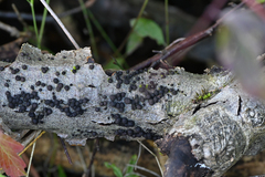 Hypoxylon fragiforme