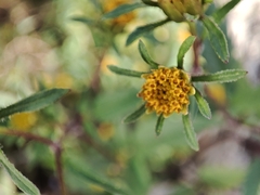 Bidens frondosa