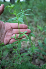 Galium rubioides