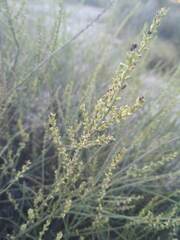 Salsola genistoides