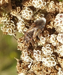 Stictopleurus