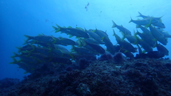 Mulloidichthys martinicus