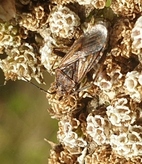 Stictopleurus