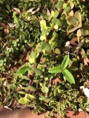 Portulacaria