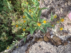 Bidens frondosa