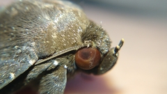 Platyja minutipuncta