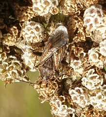 Stictopleurus