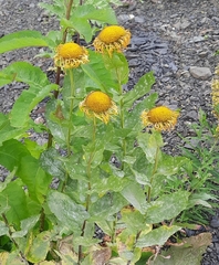 Pentanema orientale
