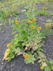 Pentanema orientale