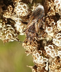 Stictopleurus