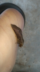 Platyja minutipuncta