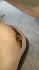 Platyja minutipuncta