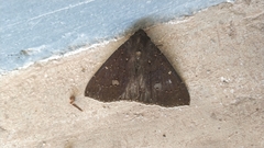 Platyja minutipuncta