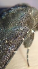 Platyja minutipuncta