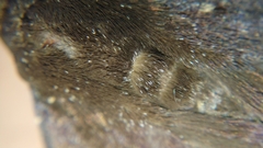 Platyja minutipuncta