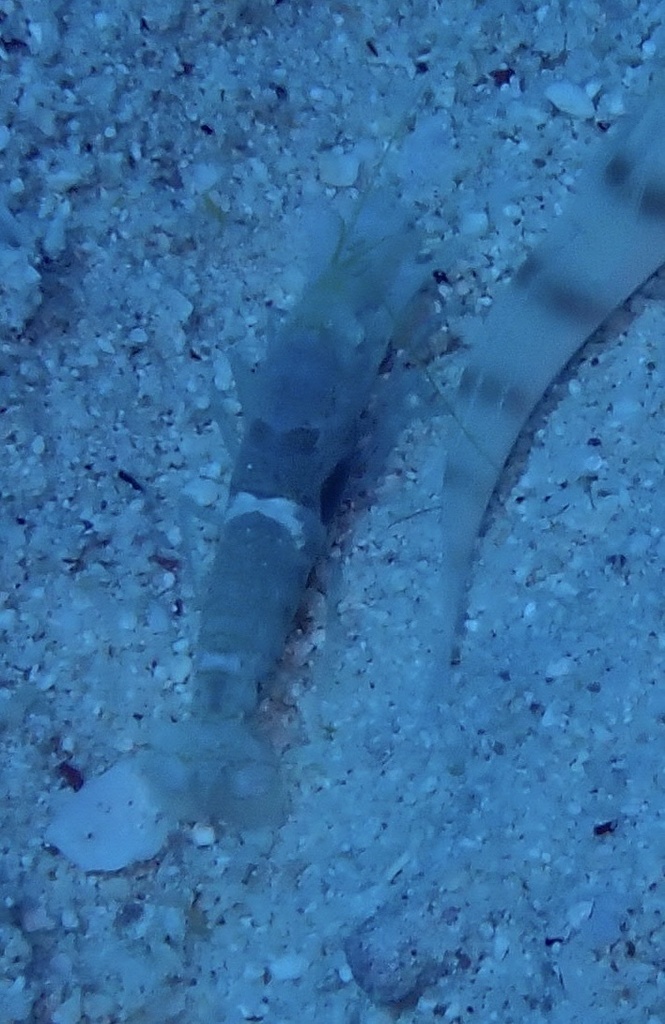 Djedda Snapping Shrimp