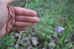 Campanula stevenii