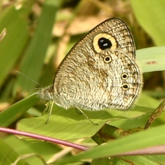 Ypthima huebneri