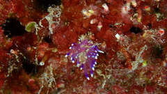 Coryphellina arveloi