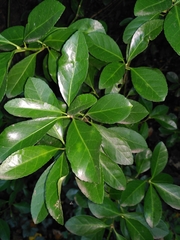 Euonymus japonicus