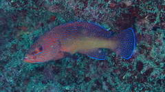 Cephalopholis taeniops
