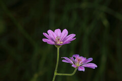 Geranium pyrenaicum