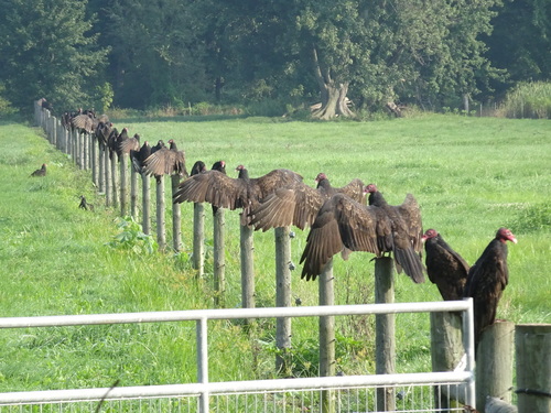 Turkey Vulture photographed in Michigan