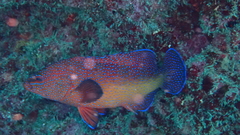 Cephalopholis taeniops