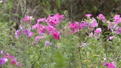 Phlox drummondii